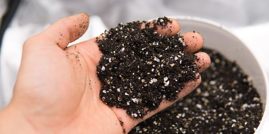 Das Richtige Anbausubstrat Voraussetzungen für gesunde Sämlinge: Das richtige Anbausubstrat