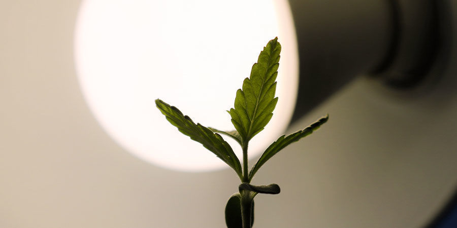 Hochwertige Beleuchtung Voraussetzungen für gesunde Sämlinge: Hochwertige Beleuchtung