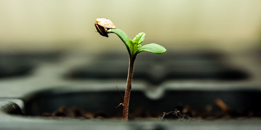 Was Sind Cannabis-Sämlinge? Was sind Cannabis-Sämlinge?