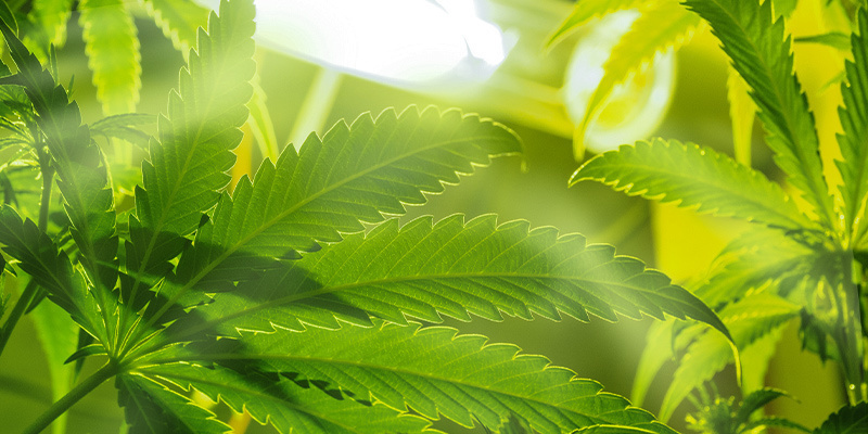 Optimale Bedingungen Im Anbauraum Für Die Wachstumsphase Optimale Bedingungen Im Anbauraum Für Die Wachstumsphase