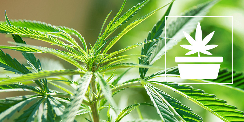 Die Wachstumsphase Des Cannabisanbaus Die Wachstumsphase Des Cannabisanbaus