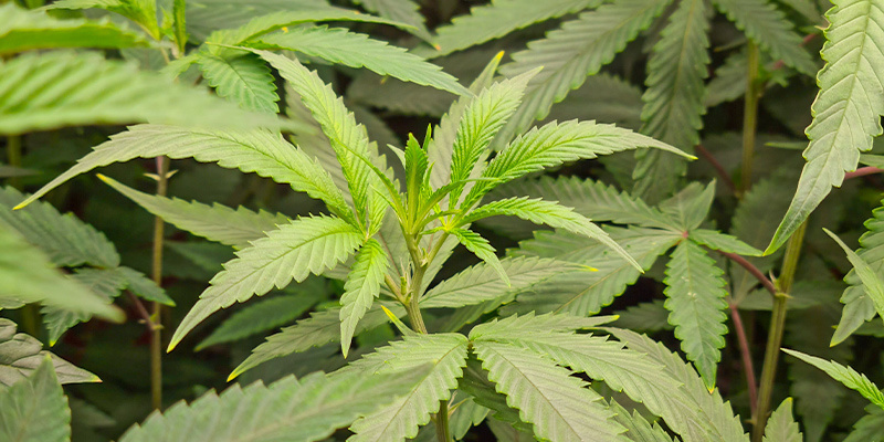 Die Wachstumsphase: Gib Deiner Pflanze Alles, Was Sie Zum Wachsen Benötigt Die Wachstumsphase: Gib Deiner Pflanze Alles, Was Sie Zum Wachsen Benötigt