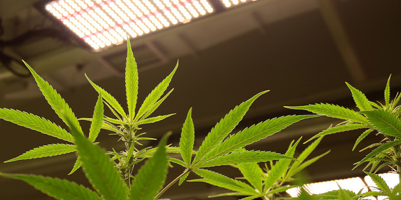 Wachstumsphase: Dauer Und Lichtzyklus Wachstumsphase: Dauer Und Lichtzyklus