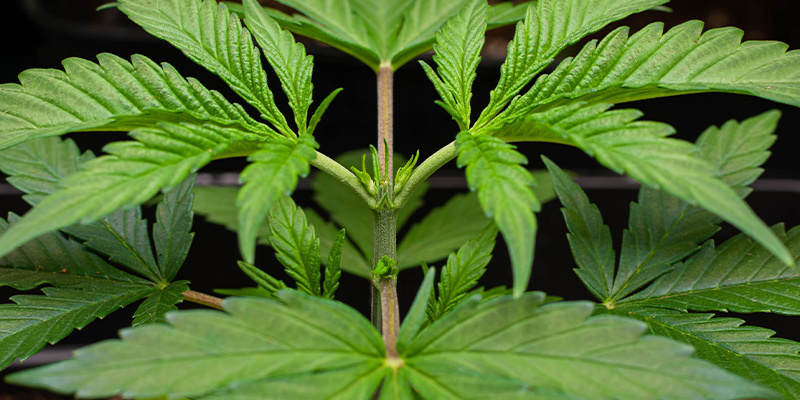 Was Ist Die Wachstumsphase? Was Ist Die Wachstumsphase?