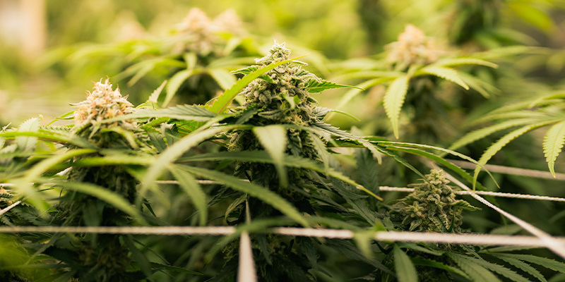 Die Besten Bedingungen Im Anbauraum Für Die Blütephase Die Besten Bedingungen Im Anbauraum Für Die Blütephase