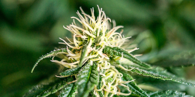 Spätblüte Und Reifung Spätblüte Und Reifung