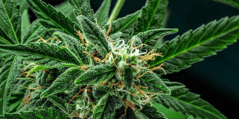 Vollblüte Vollblüte