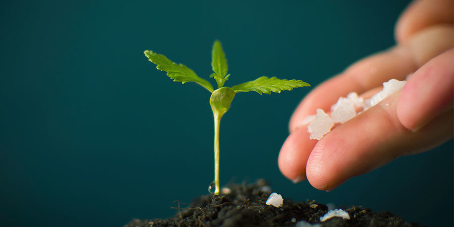 Fazit: Übertreibe Es Nicht! NPK: Übertreibe es nicht!