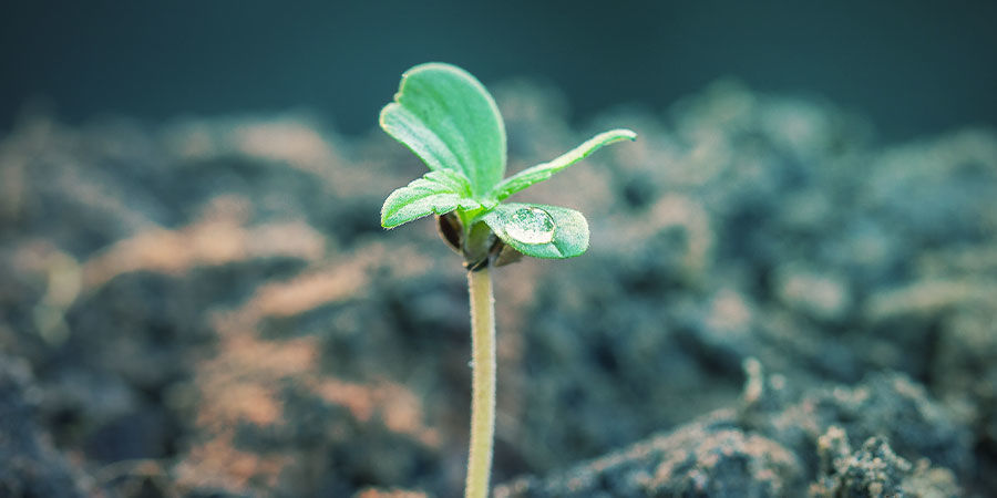 NPK-Düngeverhältnisse Für Cannabis Je Nach Wachstumsstadium NPK-Düngeverhältnisse Für Cannabis Je Nach Wachstumsstadium