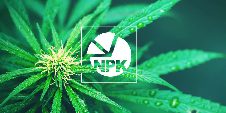 NPK: Welches Ist Das Beste Nährstoffverhältnis Für Den Cannabisanbau? NPK: Welches Ist Das Beste Nährstoffverhältnis Für Den Cannabisanbau?