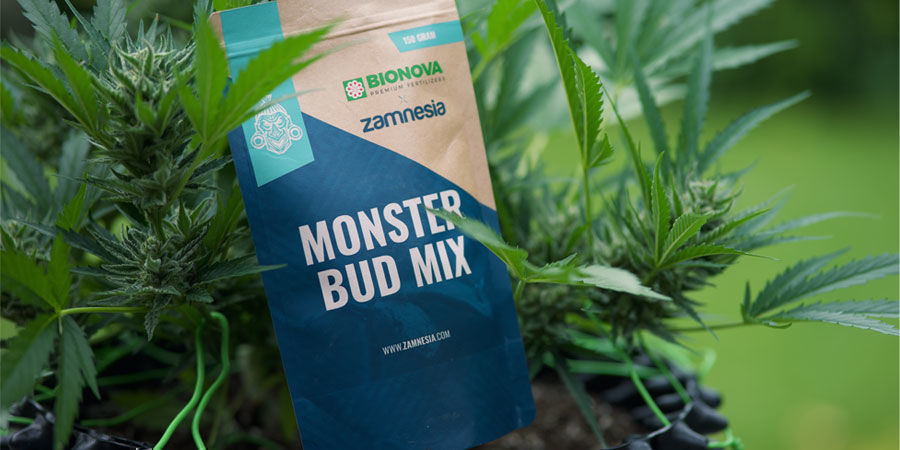 Welche Nährstoffe Benötigen Autoflowering Cannabispflanzen? Welche Nährstoffe benötigen autoflowering Cannabispflanzen?