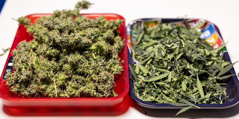 Kann man Cannabisblätter und Trim verwenden? Kann man Cannabisblätter und Trim verwenden?