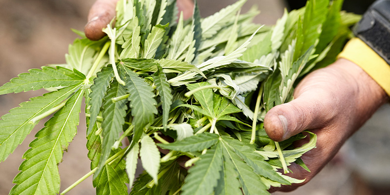 Garten- & Kompostnutzung Garten- & Kompostnutzung