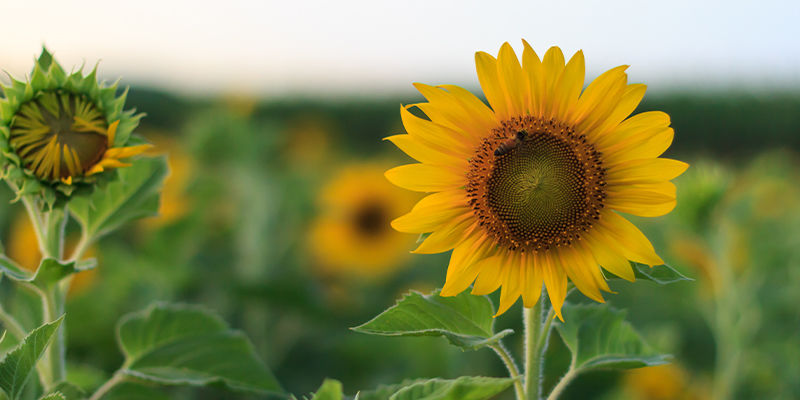 Tarnen Mit Begleitpflanzen Tarnen mit Begleitpflanzen
