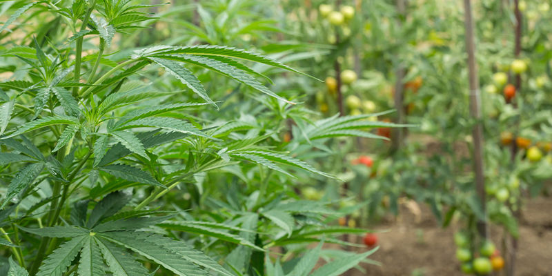 Finde Ein Gleichgewicht Zwischen Unauffälligkeit Und Einfachem Zugang Finde ein Gleichgewicht zwischen Unauffälligkeit und einfachem Zugang