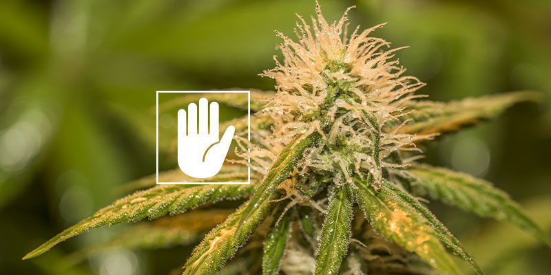 Kann Ich Neemöl Auf Meine Buds Sprühen? Kann Ich Neemöl Auf Meine Buds Sprühen?