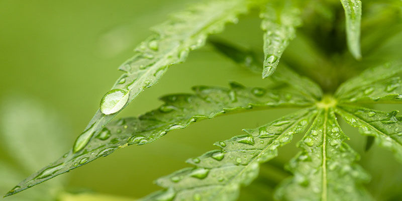 Sprüht Man Neemöl Auf Den Boden Oder Die Blätter? Sprüht Man Neemöl Auf Den Boden Oder Die Blätter?