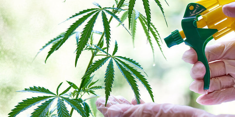 Wie Wirkt Neemöl? Wie Wirkt Neemöl?