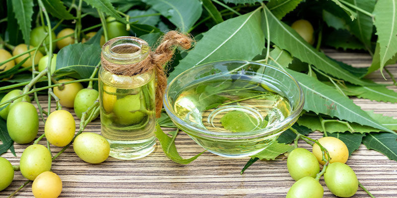 Ist Neemöl Für Cannabispflanzen Sicher? Ist Neemöl Für Cannabispflanzen Sicher?