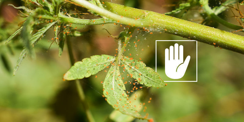 Gegen Was Ist Neemöl Wirksam? Gegen Was Ist Neemöl Wirksam?