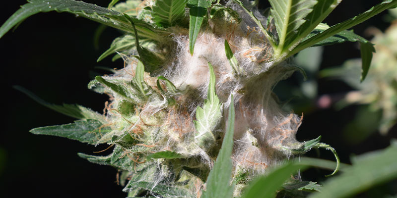 Was passiert bei falscher Lagerung von Weed? Was passiert bei falscher Lagerung von Weed?