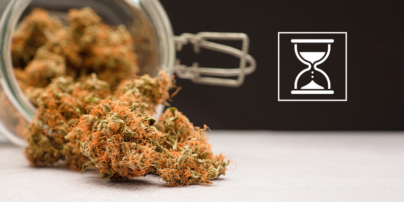 Kann man Cannabis zu lange aushärten? Kann man Cannabis zu lange aushärten?