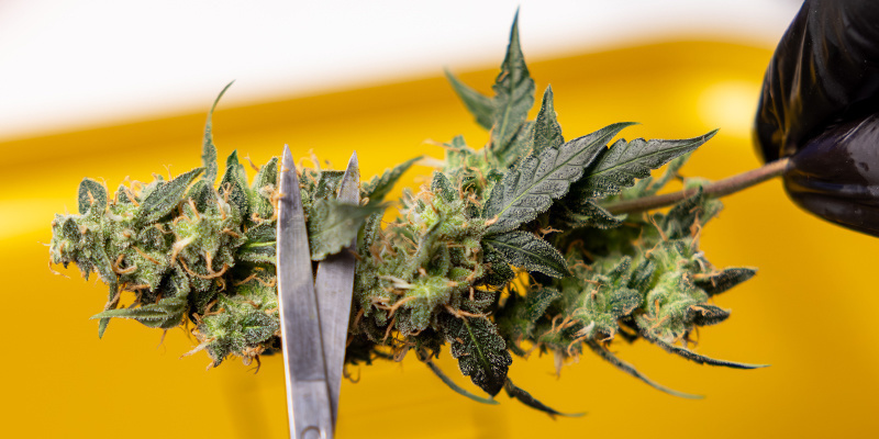 Trimmen: Saubere Buds härten besser aus Trimmen: Saubere Buds härten besser aus