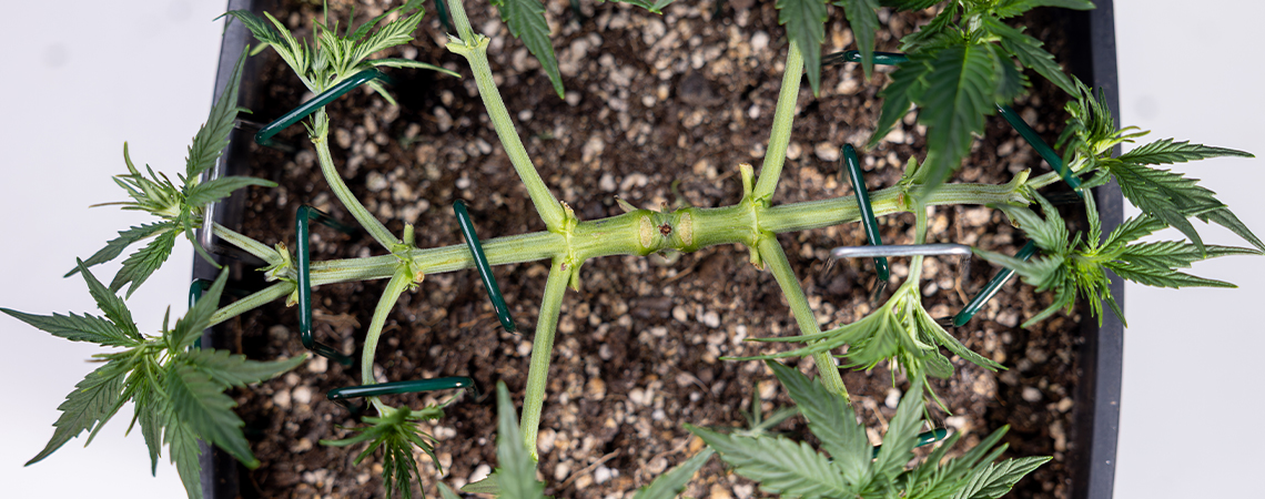 So funktioniert Mainlining bei Cannabis: Dein kompletter Manifolding-Guide So funktioniert Mainlining bei Cannabis: Dein kompletter Manifolding-Guide