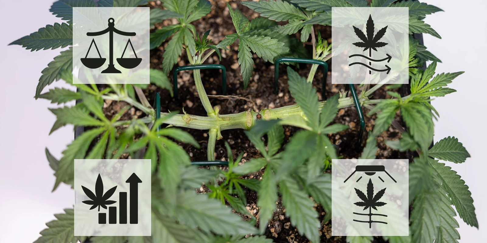 Vorteile des Cannabis-Mainlining Vorteile des Cannabis-Mainlining