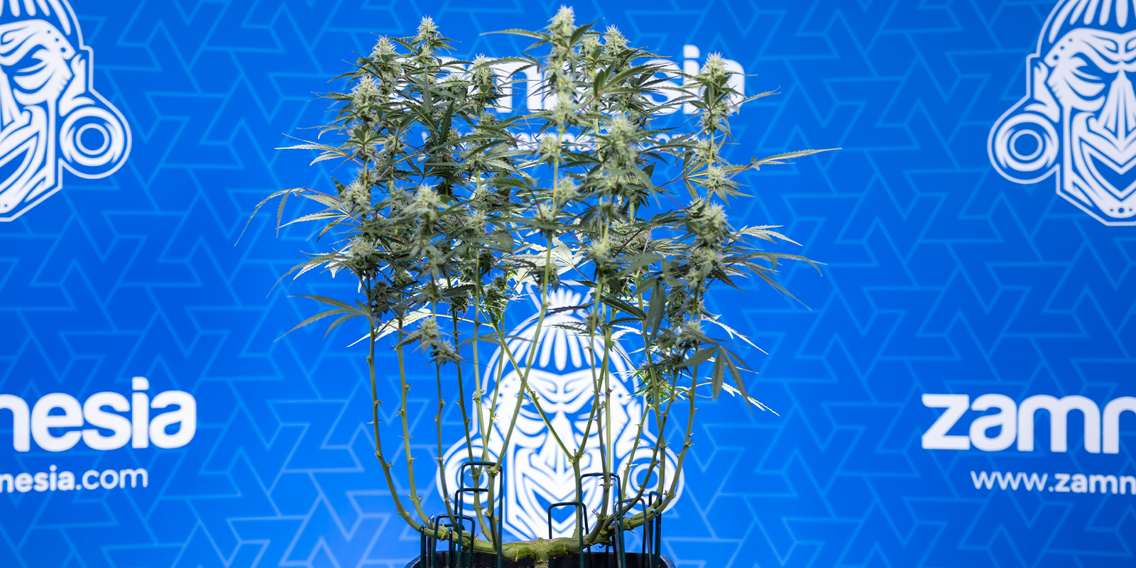 Mit Mainlining zu größeren Buds Mit Mainlining zu größeren Buds