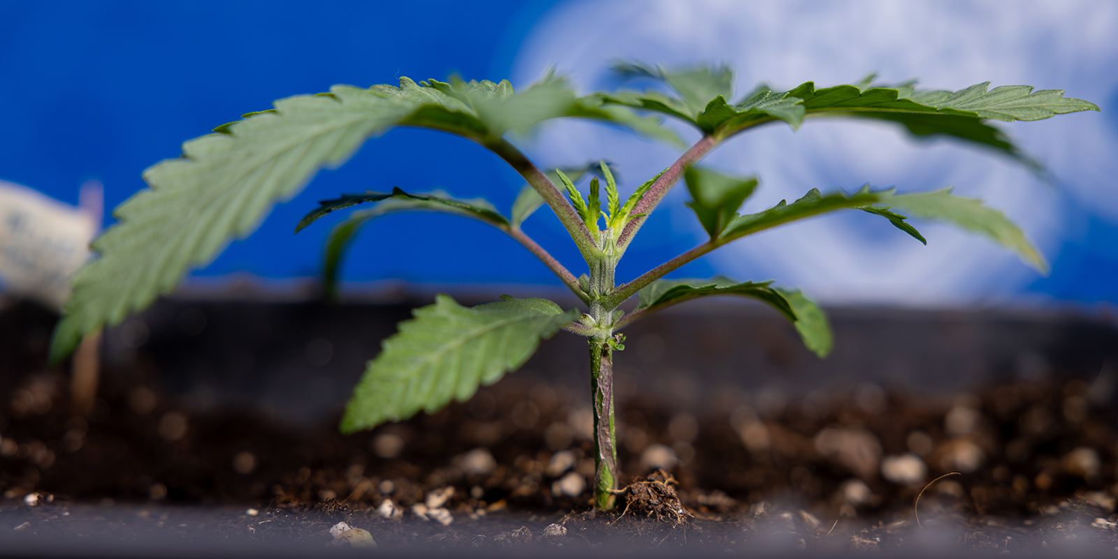 Schritt 1: Pflanze auf 5–6 Nodien wachsen lassen Schritt 1: Pflanze auf 5–6 Nodien wachsen lassen