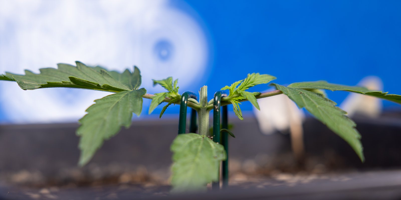 Schritt 2: Topping bis zum 3. Nodium (Manifold bilden)