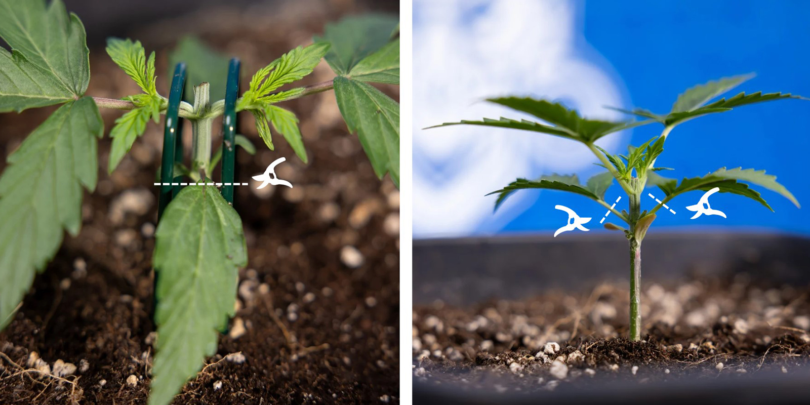 Schritt 3: Unteres Wachstum entfernen Schritt 3: Unteres Wachstum entfernen