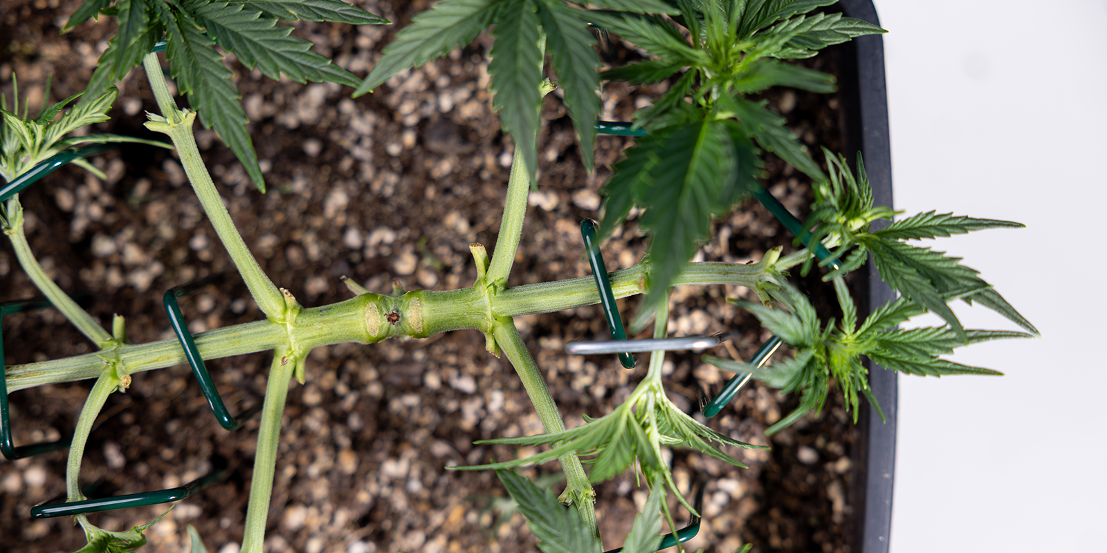 Was ist Mainlining (auch Manifolding genannt)?