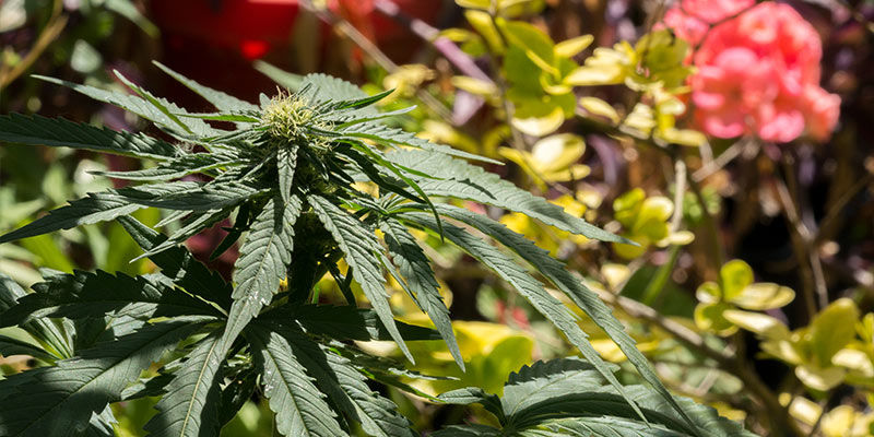 Der Anbau Von Begleitpflanzen Hat Zahlreiche Nutzen Der Anbau von Begleitpflanzen hat zahlreiche Nutzen