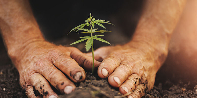 Nach Dem Letzten Frost Pflanzen Nach dem letzten Frost pflanzen
