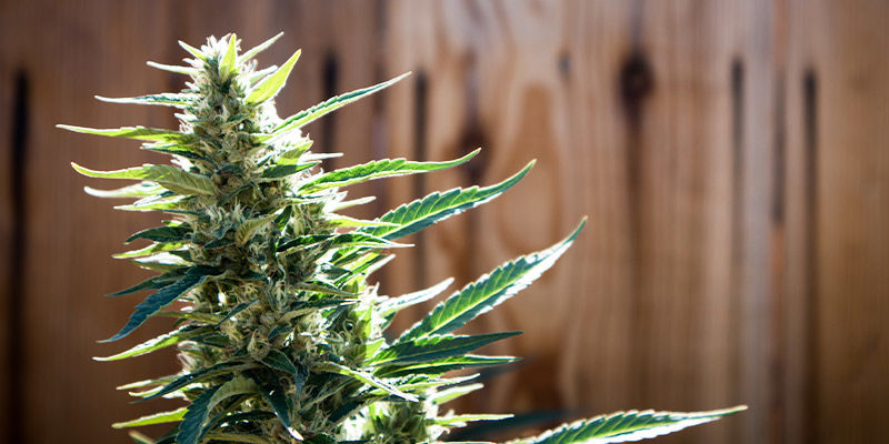 Tipps Für Garten-Grower Tipps für Garten-Grower