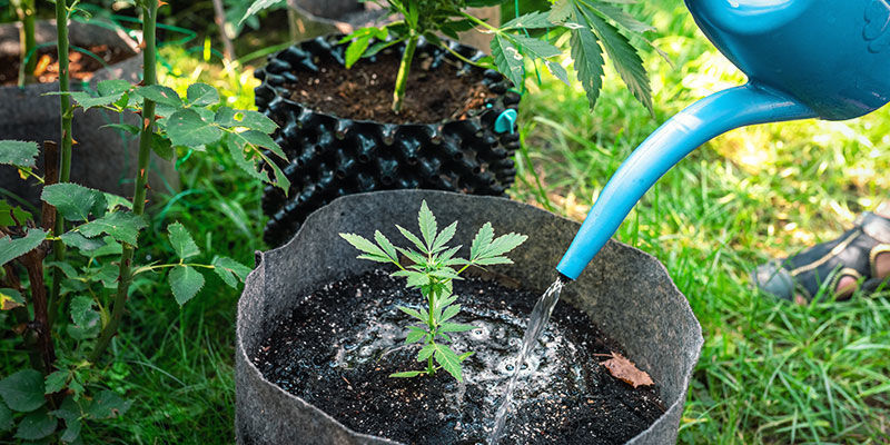 Nach Dem Düngen Nach dem Düngen