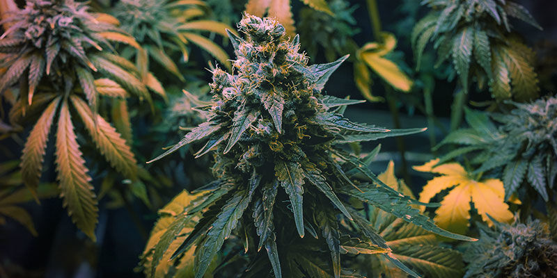 Spülen Vor Der Ernte (Auch Als "Letzte Spülung" Bekannt) Spülen vor der Ernte (auch als "letzte Spülung" bekannt)