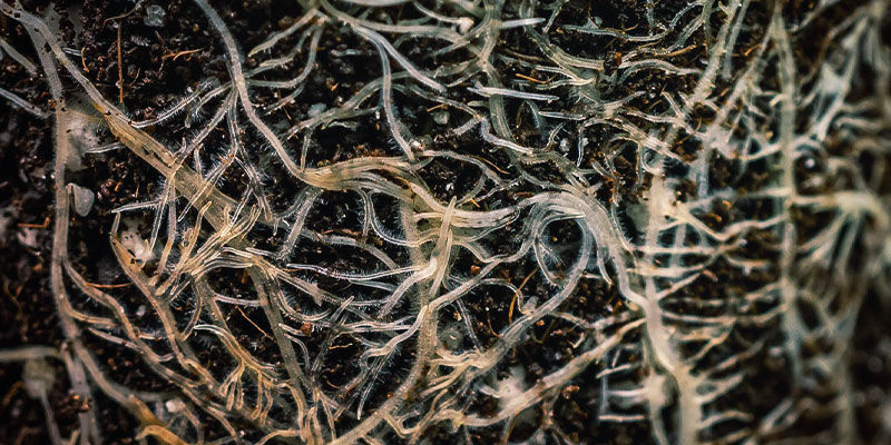 Zur Behandlung Einer Nährstoffsperre Zur Behandlung einer Nährstoffsperre