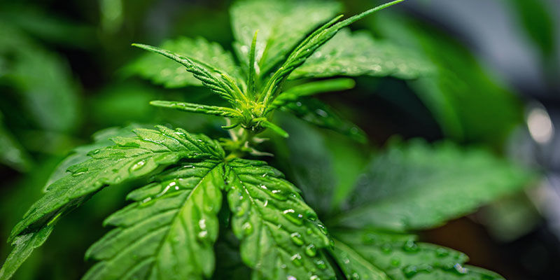 Beim Wechsel Von Der Vegetationsperiode In Die Blüte (Optional) Beim Wechsel von der Vegetationsperiode in die Blüte (optional)