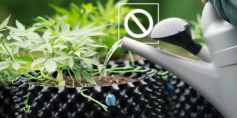 Wann Sollte Man Das Spülen Von Cannabis Vermeiden? Wann sollte man das Spülen von Cannabis vermeiden?