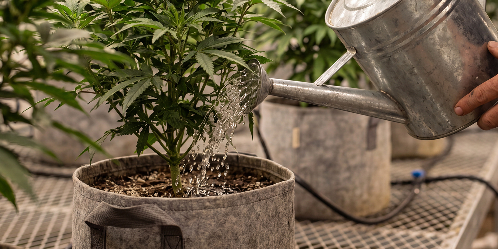 H&auml;ufige Fehler beim Sp&uuml;len von Cannabis