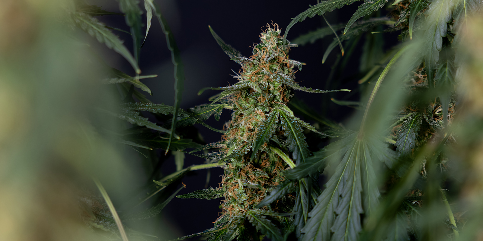 Fazit: Ist das Sp&uuml;len von Cannabis notwendig?