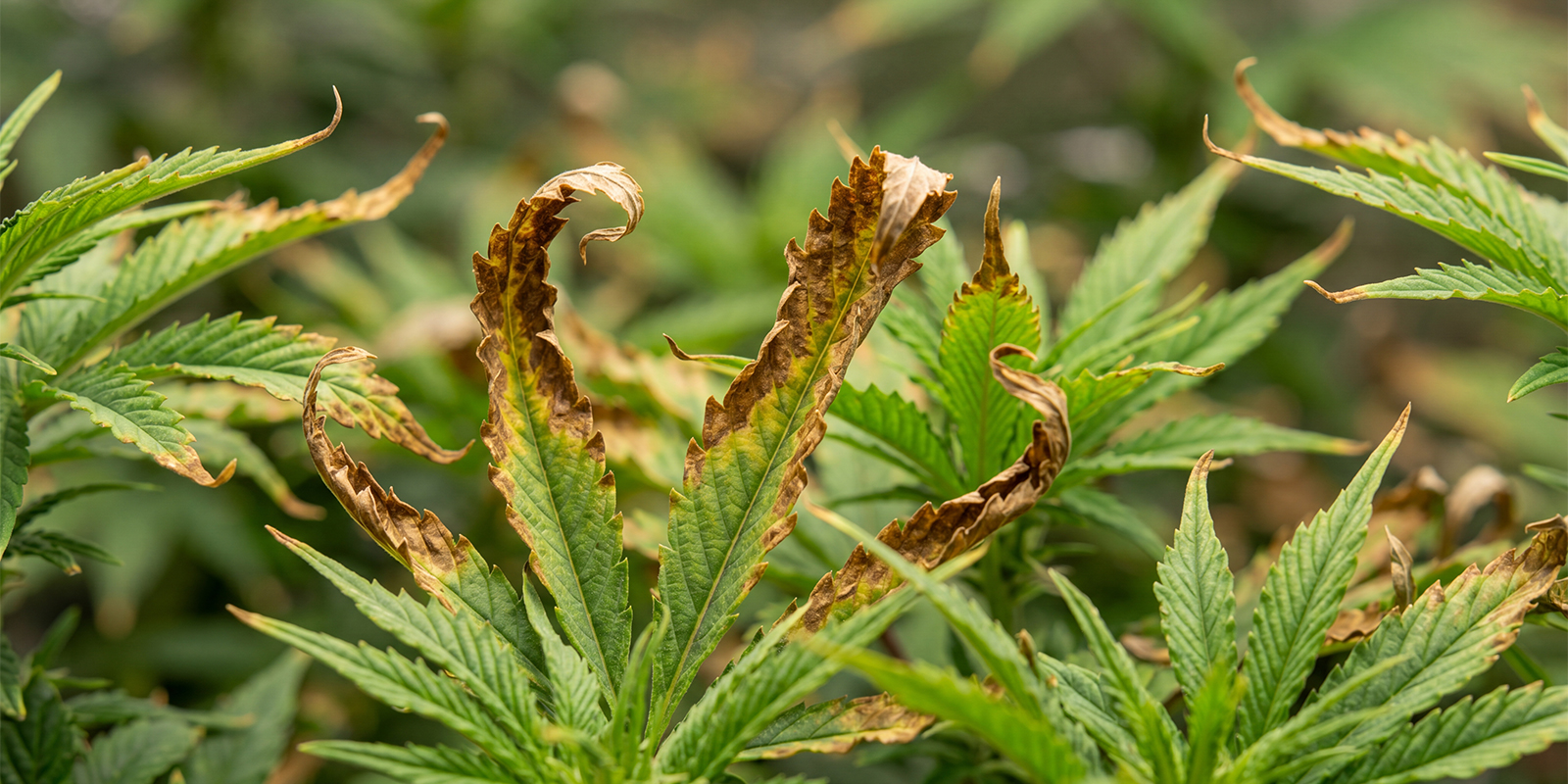 Cannabis bei &Uuml;berd&uuml;ngung sp&uuml;len