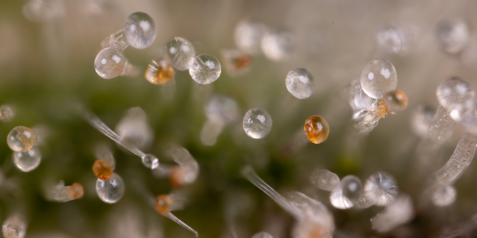 Wann du Cannabispflanzen sp&uuml;len solltest