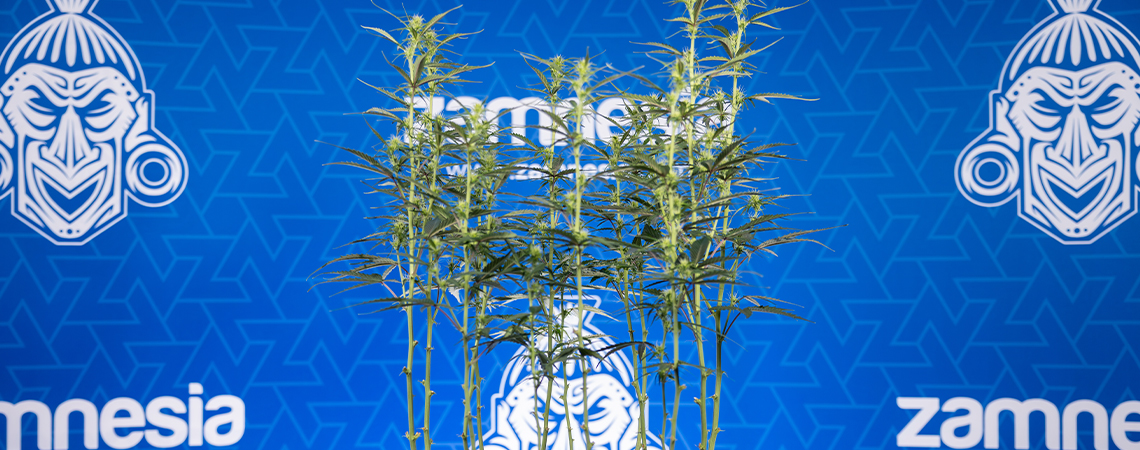 Cannabis entlauben: Alles, was du wissen musst