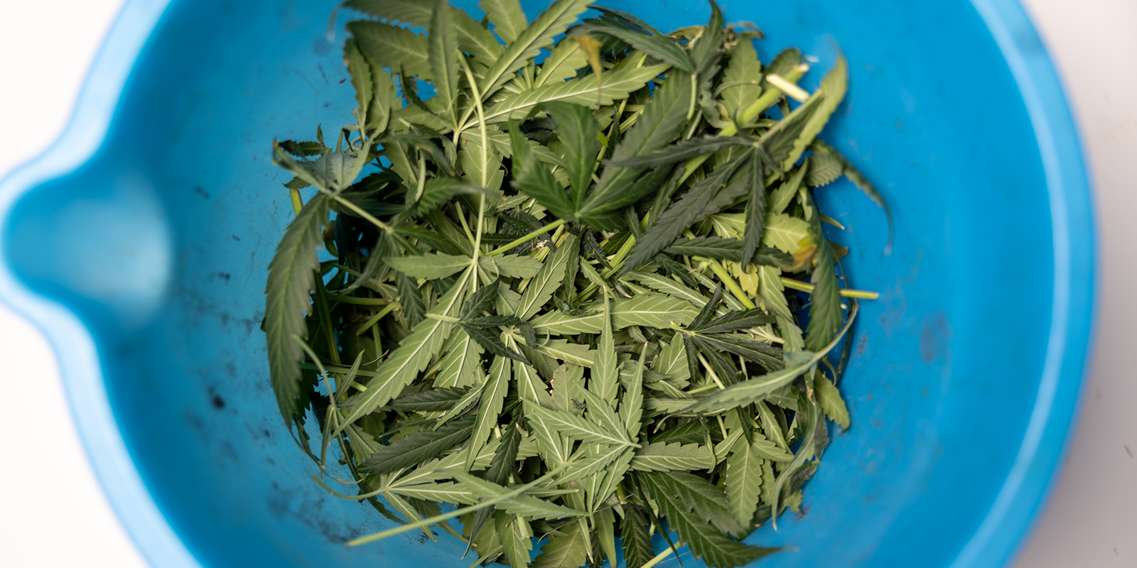 Häufige Fehler beim Entlauben