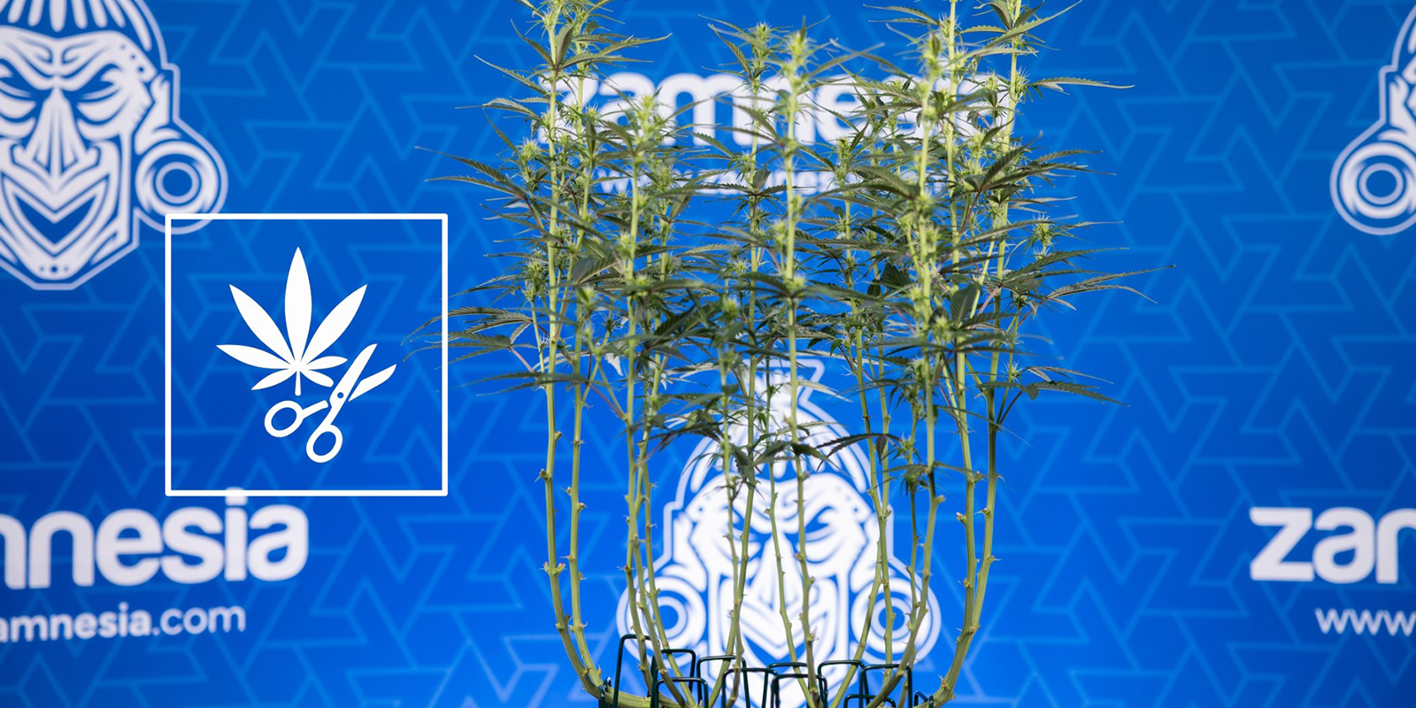 So defolierst du Cannabis richtig (Schritt-für-Schritt)