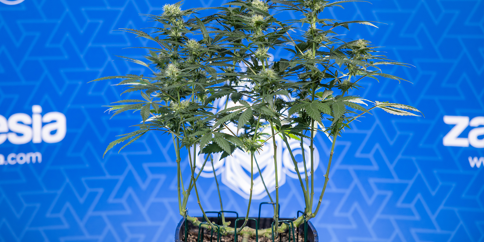 Weniger Laub, mehr Buds, leg los!